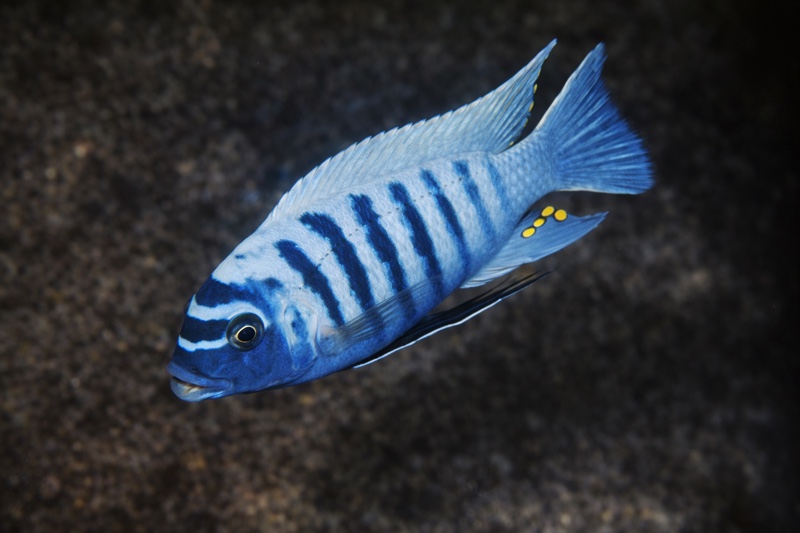 Maylandia zebra 'Thumbi Point'